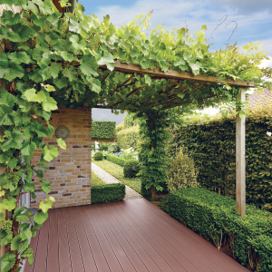 Lieskový Orech 503 Massive